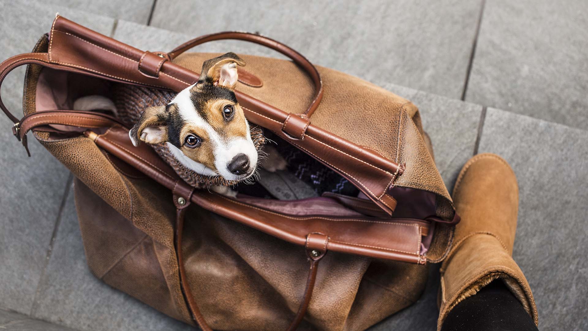 Vacinação no Cão e no Gato: Porque é Tão Importante