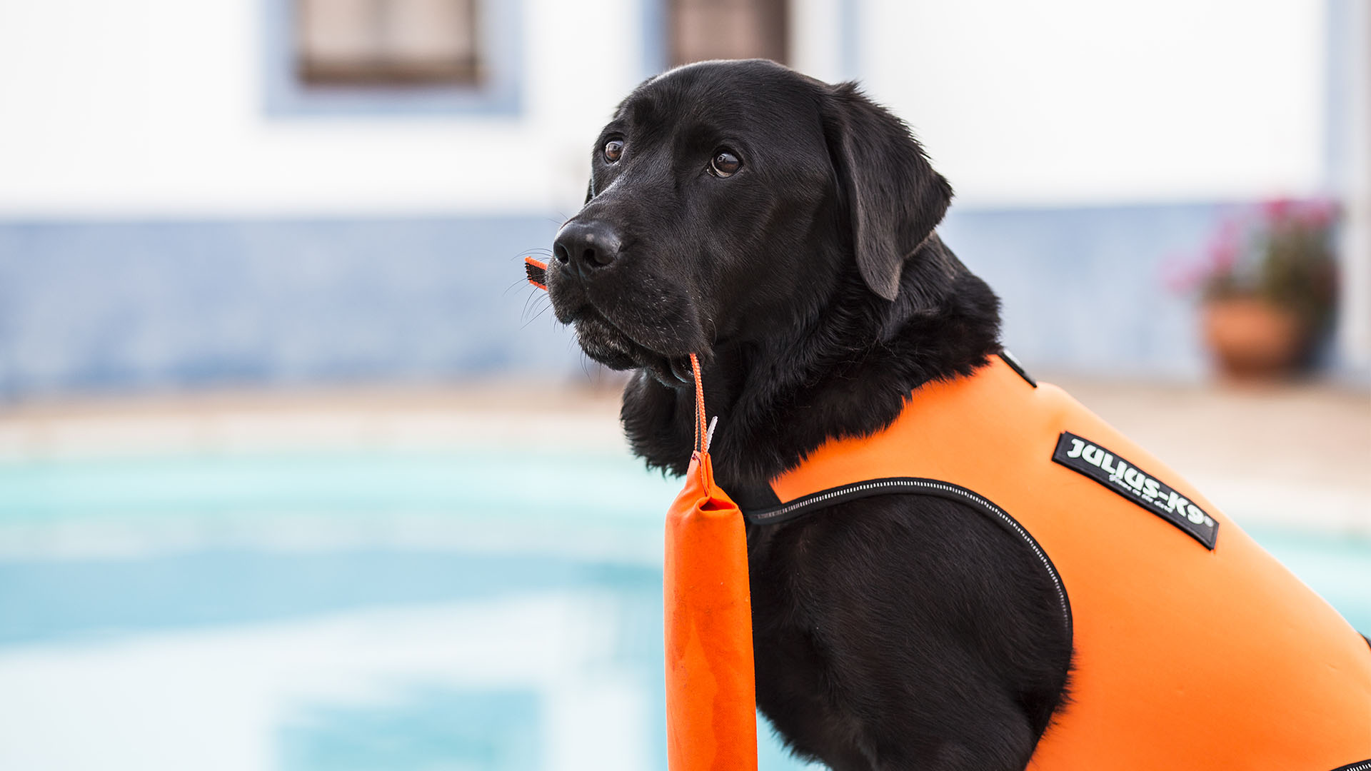 Viajar com Animais: Cuidados a Ter Antes de Partir